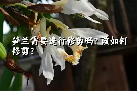 笋兰需要进行修剪吗？该如何修剪？