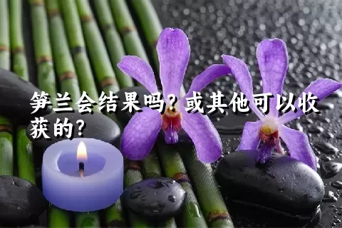 笋兰会结果吗？或其他可以收获的？