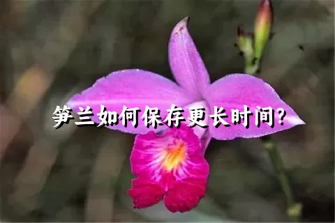 笋兰如何保存更长时间？