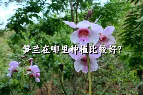 笋兰在哪里种植比较好？