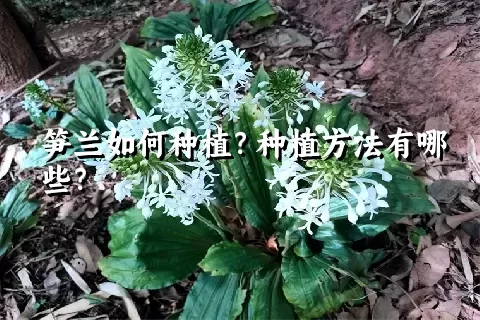 笋兰如何种植？种植方法有哪些？