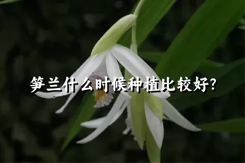 笋兰什么时候种植比较好？