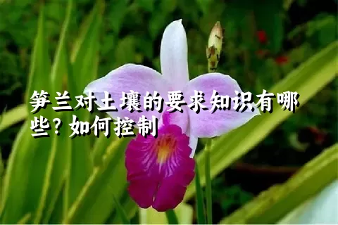 笋兰对土壤的要求知识有哪些？如何控制