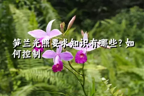 笋兰光照要求知识有哪些？如何控制