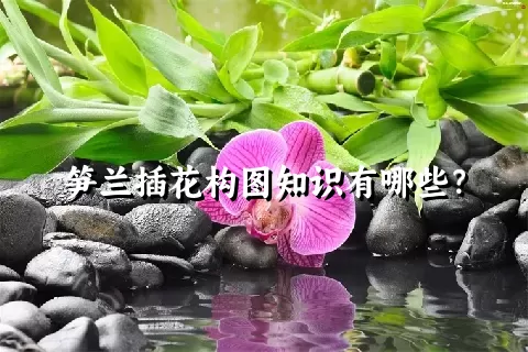 笋兰插花构图知识有哪些？