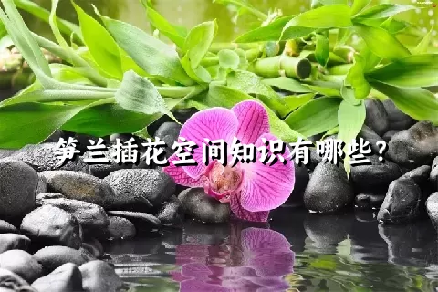 笋兰插花空间知识有哪些？