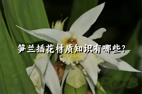 笋兰插花材质知识有哪些？