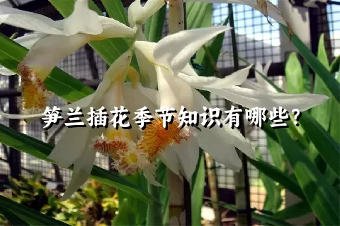 笋兰插花季节知识有哪些？