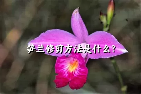 笋兰修剪方法是什么？