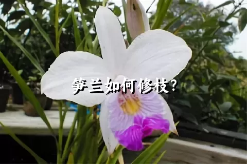 笋兰如何修枝？