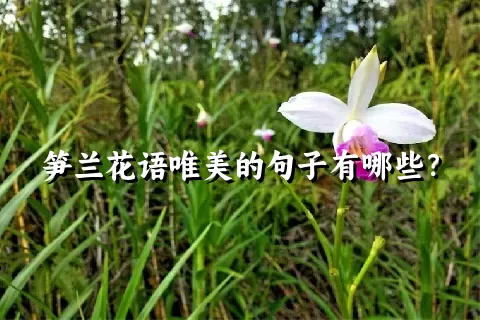 笋兰花语唯美的句子有哪些？