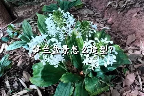 笋兰盆景怎么造型？