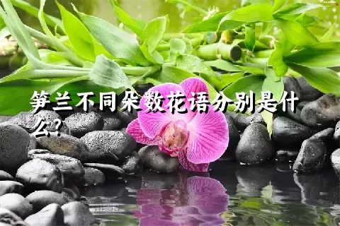 笋兰不同朵数花语分别是什么？