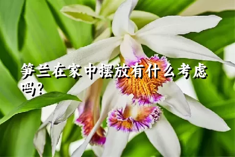 笋兰在家中摆放有什么考虑吗？