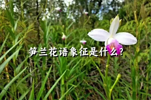 笋兰花语象征是什么？