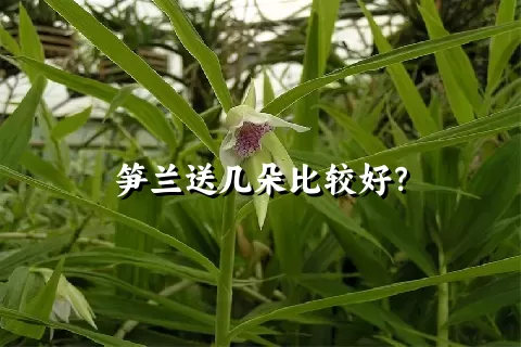 笋兰送几朵比较好？