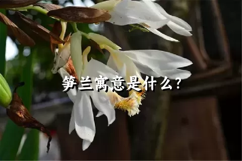 笋兰寓意是什么？