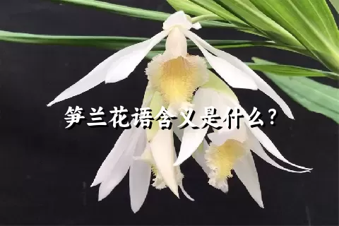 笋兰花语含义是什么？