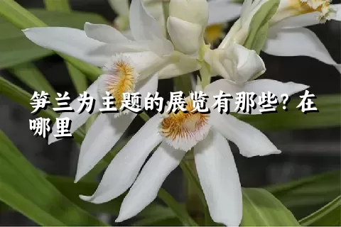 笋兰为主题的展览有那些？在哪里