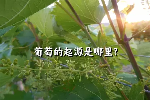 葡萄的起源是哪里?