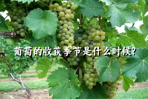 葡萄的收获季节是什么时候?