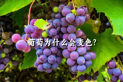 葡萄为什么会变色?