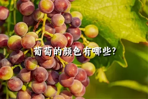 葡萄的颜色有哪些?