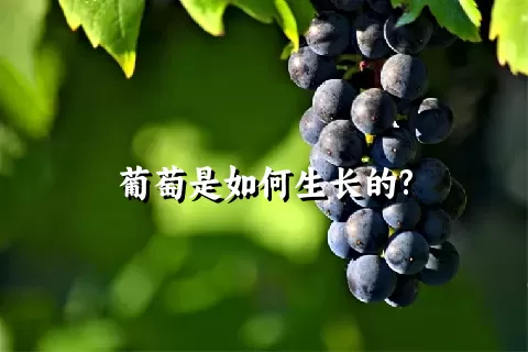 葡萄是如何生长的?