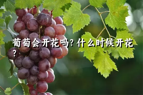 葡萄会开花吗？什么时候开花？