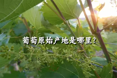 葡萄原始产地是哪里？