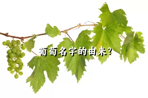 葡萄名字的由来？