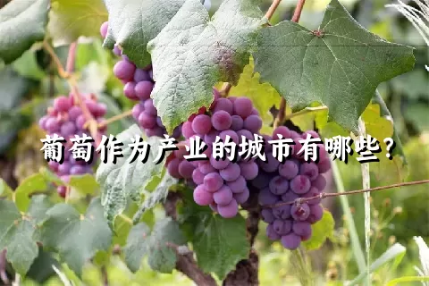 葡萄作为产业的城市有哪些？