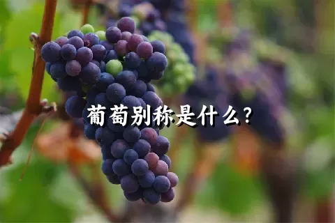 葡萄别称是什么？