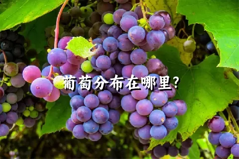 葡萄分布在哪里?