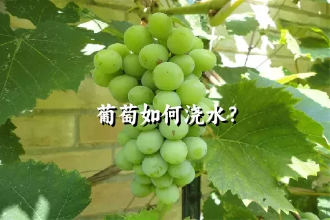 葡萄如何浇水？