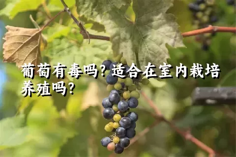 葡萄有毒吗？适合在室内栽培养殖吗？