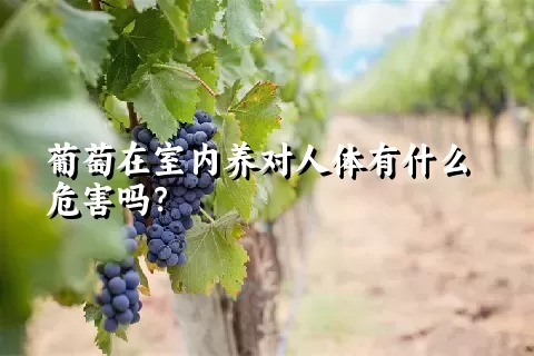 葡萄在室内养对人体有什么危害吗？