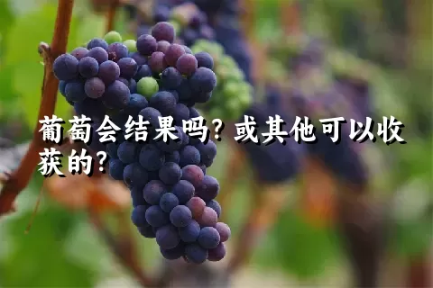 葡萄会结果吗？或其他可以收获的？