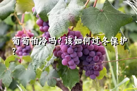 葡萄怕冷吗？该如何过冬保护？