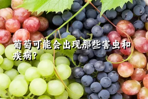 葡萄可能会出现那些害虫和疾病？