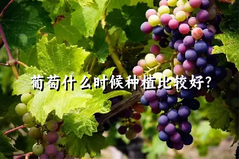 葡萄什么时候种植比较好？