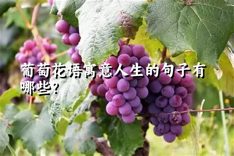 葡萄花语寓意人生的句子有哪些？