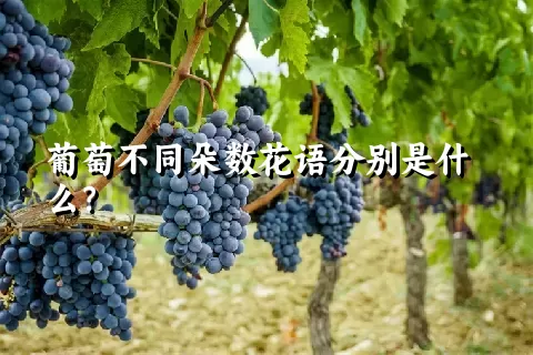 葡萄不同朵数花语分别是什么？