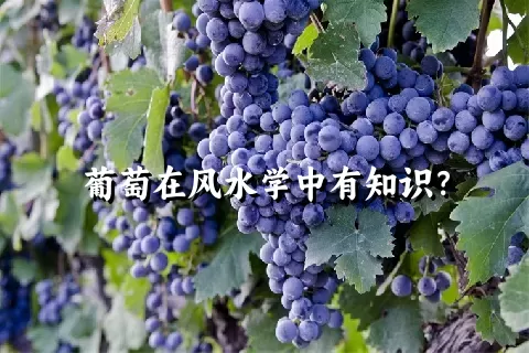 葡萄在风水学中有知识？