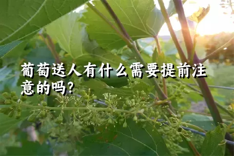 葡萄送人有什么需要提前注意的吗？