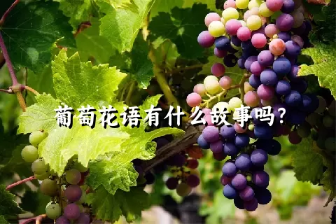 葡萄花语有什么故事吗？