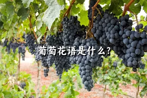 葡萄花语是什么？