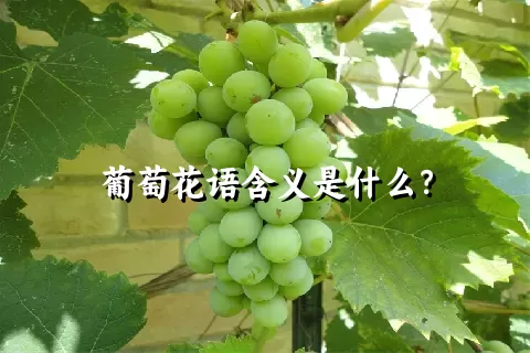 葡萄花语含义是什么？