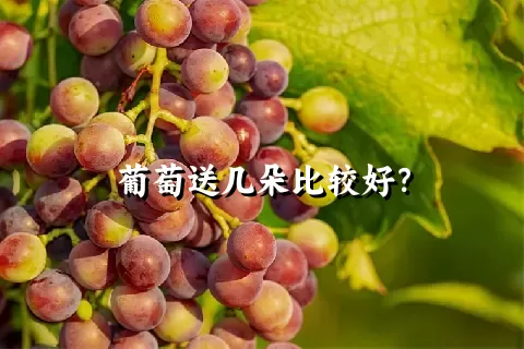 葡萄送几朵比较好？