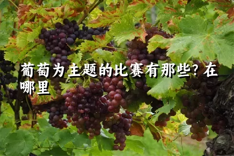 葡萄为主题的比赛有那些？在哪里